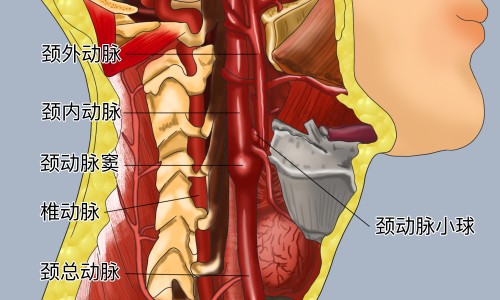 青提子的功效和作用禁忌-青提子的营养价值-青提子的功效和作用禁忌,中国青提子的功效和作用网站
