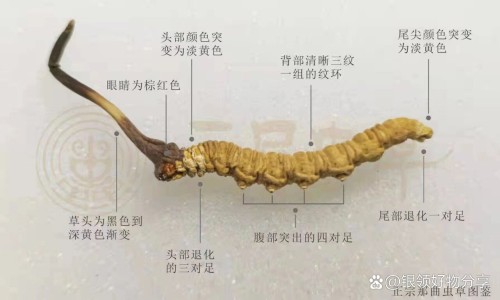 青提子的营养价值-青提子的功效和作用禁忌,中国青提子的功效和作用网站
